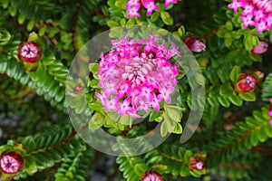 Magenta pink rice flower (Pimelea ferruginea) with glossy leaves. Close up of a shrub endemic to Western Australia