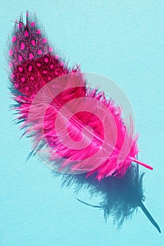 Magenta pink spotted bird feather on a sunny blue table. Art card