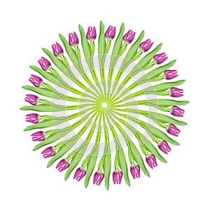 Magenta pink tulip circular collage