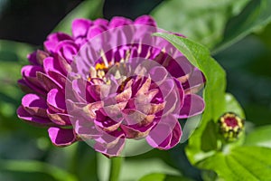 Magenta pink-violet Zinnia elegans `Violet Queen` half-open flower portrait