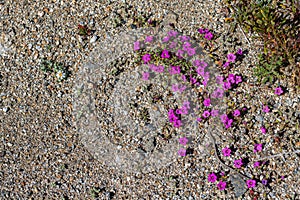 Magenta purple mat annual desert springtime windflowers on a rocky background with copy space