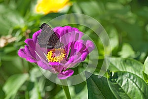 Magenta purple Zinnia elegans `Benary`s Giant Purple` flower with Peacock butterfly