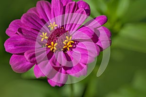 Magenta purple Zinnia elegans `Benary`s Giant Purple` flower portrait closeup, selective focus