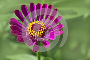 Magenta purple Zinnia elegans flower portrait closeup, selective focus