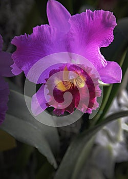 Magenta and Red Orchid Blossom Close-Up