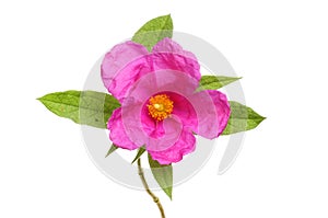 Magenta rock rose flower