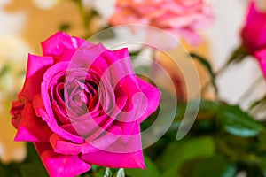 Magenta rose with blur background