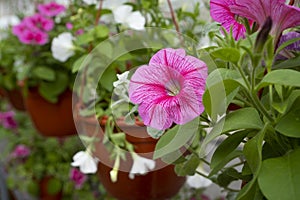 Magenta rose and white colors petunia flowers in gargen pots on the flowers market for gardening