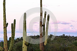 Magenta Sunset with Cactus and Mountain