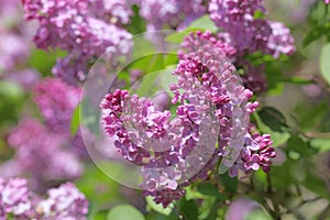 Syringa vulgaris Flower photo