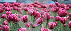 Magenta tulips