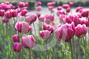 Magenta tulips photo