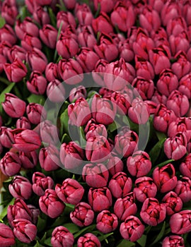 Magenta Tulips Background