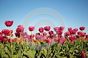 Magenta Tulips in Group