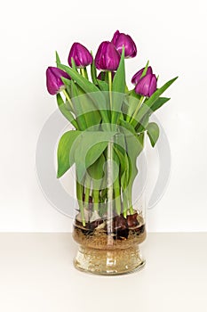 Magenta tulips growing in water in a glass vase - bulbs and root