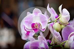 magenta white Phalaenopsis orchids