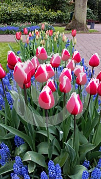 Magenta white rimmed tulips surrounded by Muscari botryoides
