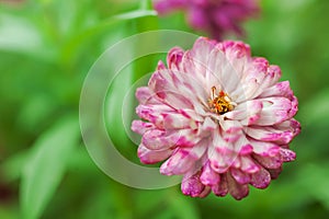 Magenta white zinnia