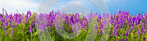 Magenta wildflowers among green grass on a background of blue sky beautiful summer landscape web banner panoramic