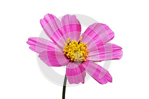 Magenta and yellow cosmos