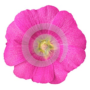 Magenta yellow flower malva isolated on white background with clipping path. Flower bud close up.