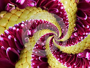 Magenta yellow flower spiral abstract fractal effect pattern background. Floral spiral abstract pattern fractal. Incredible flower