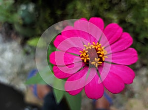 Magenta zinnia flower on the natural background