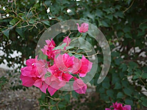 A magentar bouquet Bouganvilla flowers are blooming in spring season. photo