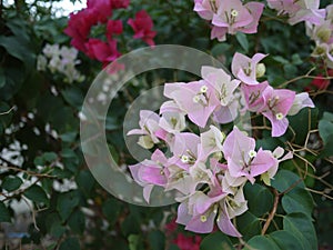 A magentar bouquet Bouganvilla flowers are blooming in spring season. photo