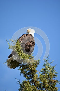 Magestic bald eagle near Cove Palisades state park