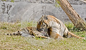 A magestic bengal tiger photo