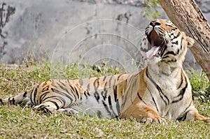 A magestic bengal tiger yawning photo