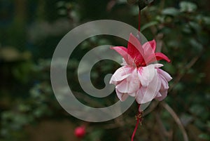 Magestic flower red in naturals