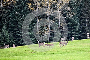Magestic Herd of Deer feeding on a field during autumn