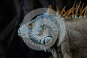 Magestic iguana photo