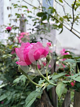 Maggie rose,beautiful pink rose