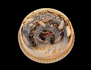 Maggot on a black background