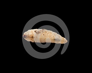 Maggot on a black background