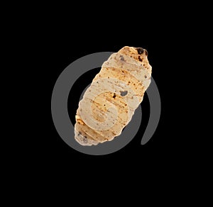 Maggot on a black background