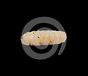 Maggot on a black background