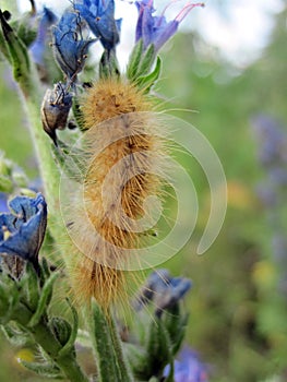 Maggot photo