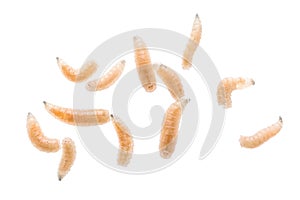 Maggot fly larva close up isolated on white background. Fishing bait.