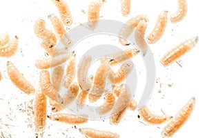 Maggot fly larva close up isolated on white background. Fishing bait photo