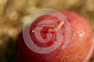 Maggot in fruit is a problem during warm summers
