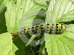 Maggot photo