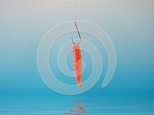 Maggot on a hook