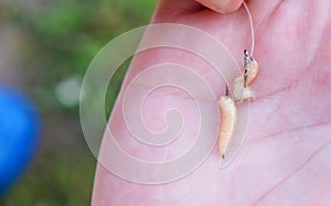 Maggot hooked on a fishing hook