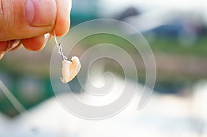 Maggot hooked on a fishing hook