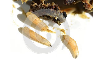 Maggot infestation in rotten meat decomposing
