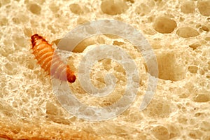 Maggot on a piece of bread photo